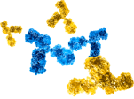 Hero-Antibodies-Cluster-M-1