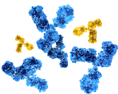 Graphic of standard immune globulins