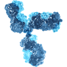 Graphic of Antibodies