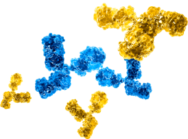 Graphic showing cluster of antibodies