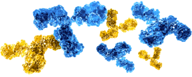 Graphic of immune globulin