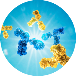 Graphic of group of antibodies